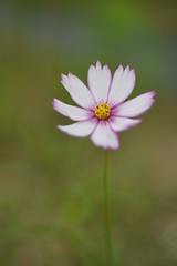 コスモス
