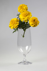 chrysanthemums on a white background