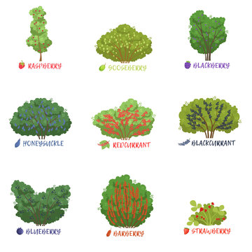 Different garden berry shrubs sorts with names set, fruit trees and berry bushes vector Illustrations