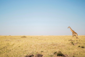 giraffe