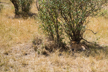 Lions in Masai Mara