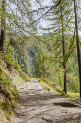 Fototapeta na wymiar Zermatt, Findeln, Sunnegga, Waldweg, Lärchenwald, Wanderweg, Findelbach, Schlucht, Wallis, Alpen, Sommer, Schweiz