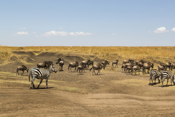 gnus in Masai Mara