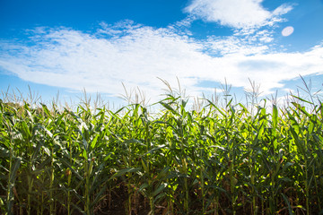 Corn field against blue sky.