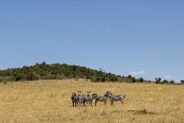 Fototapeta na wymiar Zebras in action
