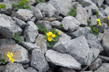 タカネスミレ（高山植物）