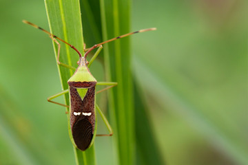 Image of green legume pod bug(Hemiptera) on nature background. Insect Animal
