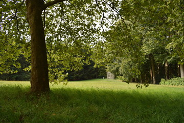 chapel in a field with trees