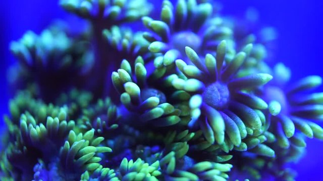 neon green gonio corals in blue light under the sea