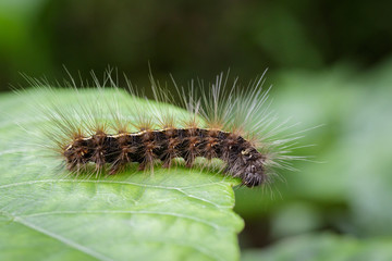 Image of Hairy caterpillar (Eupterote testacea) on green leaves. Insect Animal