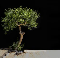 Foto auf Acrylglas Olivenbaum Olive tree on black background