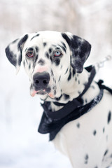 portrait of Dalmatian dog with eyes of different colors