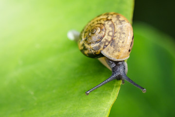 Image of snail on a green leaf. Reptile Animal.