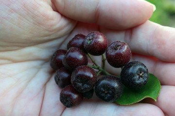 berry in hand