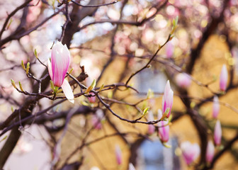 magnolie