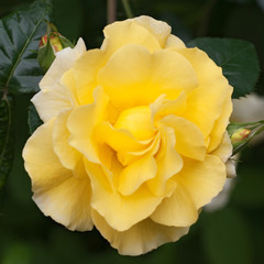 gelbe rose