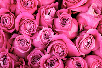 Background of the pink rose flowers, top view