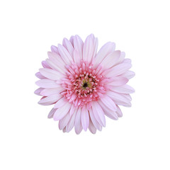 Pink flowers on white background.