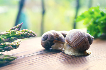 Two grape snails on a textural wooden surface