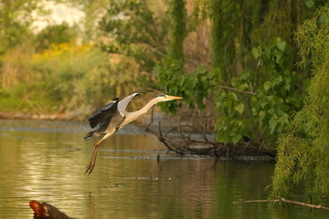 Grey Heron landing on the banks of a river