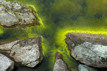 Naklejka na ściany i meble Concentration of herbs around rocks on the shores of a lake