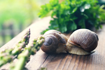 Two grape snails on a textural wooden surface