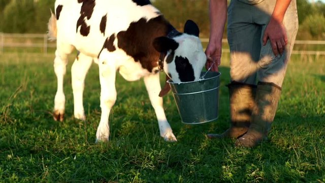 Calf drinking cows milk from bucket. Farmer feeding calf with milk from bucket