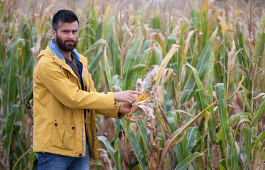 Farmer showing corn cob with disease © Budimir Jevtic
