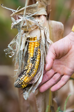 Farmer holding corn with disease