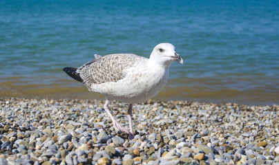 gull on pebbles
