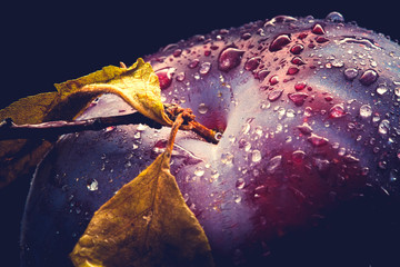 Ausschnitt einer Pflaume mit Wassertropfen,Nahaufnahme