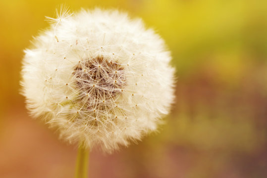 Dandelion on a bright natural yellow background, closeup