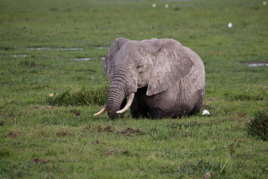 Afrikanischer Elefant (Loxodonta africana) im Sumpfgebiet, Amboseli Nationalpark, Kenia, Ostafrika