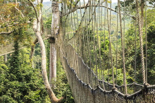 Fototapeta Canopy walkways in tropical rainforest, Kakum National Park, Ghana
