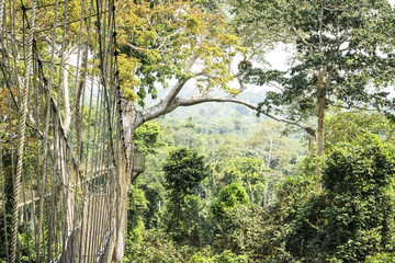 Canopy walkways in tropical rainforest, Kakum National Park, Ghana