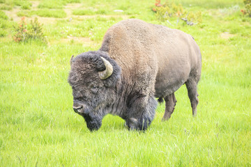 Big buffalo grazing in Yellowstone National Park, USA