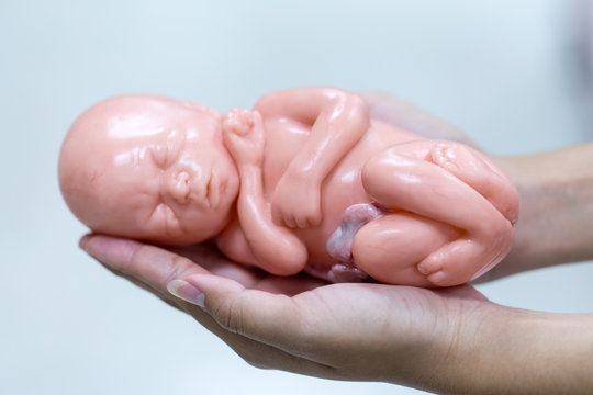 Embryo model, fetus for classroom education.
