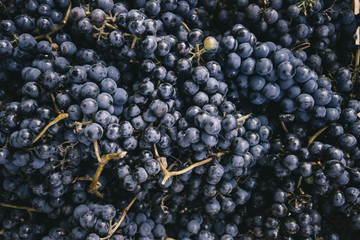 Organic fresh autumn grapes texture