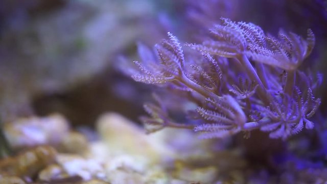 swaying xenia coral under the sea in blue light
