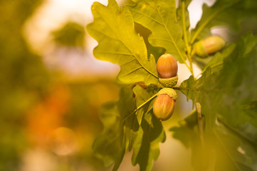 Obraz premium Oak branch with green leaves and acorns on a sunny day. Blurred background. Closeup.