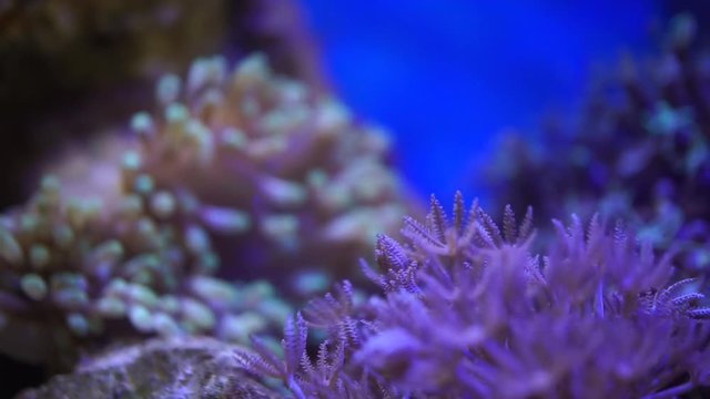 lively corals under the sea in aquarium