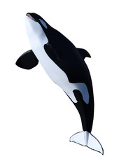 Naklejka premium 3D Rendering Orca Killer Whale Calf on White