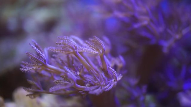 swaying corals in blue light aquarium