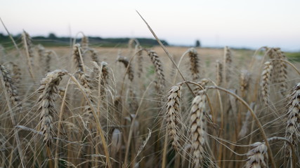 pszenica w polu © Sebastian