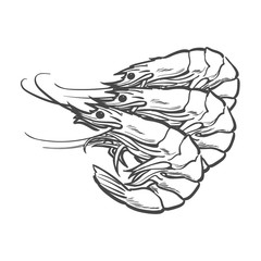 vector sketch cartoon sea crayfish lobster. Isolated illustration on a white background. Sea delicacy food concept