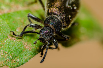 Universo macro