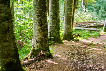 Fototapeta premium Deciduous forest with big trees