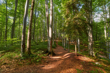 Deciduous forest with big trees