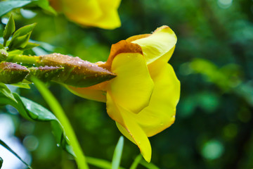  Water drops on the flowers Allamanda cathartica