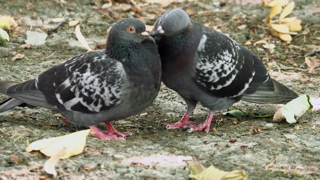 Pigeon male cares for the female.